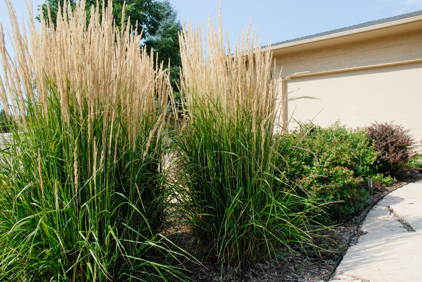 Exceptional Entrance